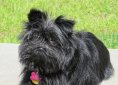 dog-1439386_1920