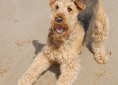 airedale-1875288_1920