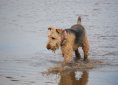 airedale-1875289_1920