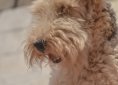 airedale-terrier-1205657_1920