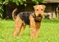 dog-3526279_1920