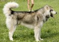 Alaskan Malamute