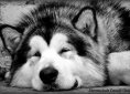 Alaskan Malamute