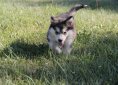 Alaskan Malamute