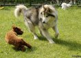 Alaskan Malamute