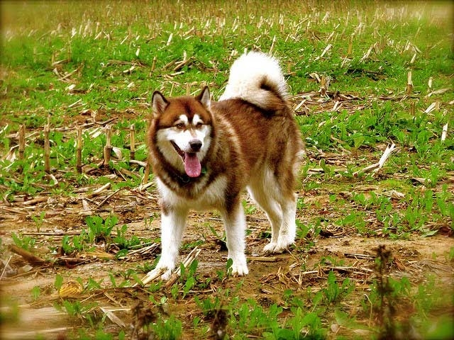 Alaskan Malamute