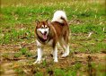 Alaskan Malamute