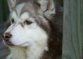 Alaskan Malamute