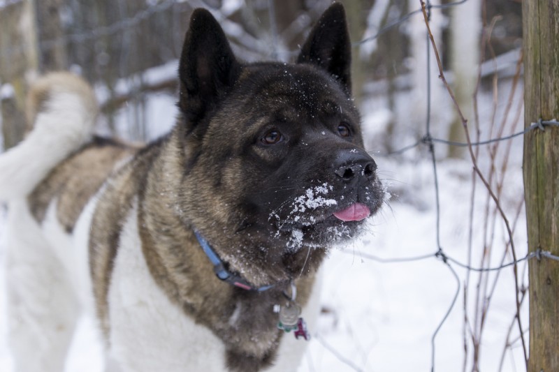 american akita aggressive