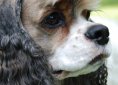 American Cocker Spaniel