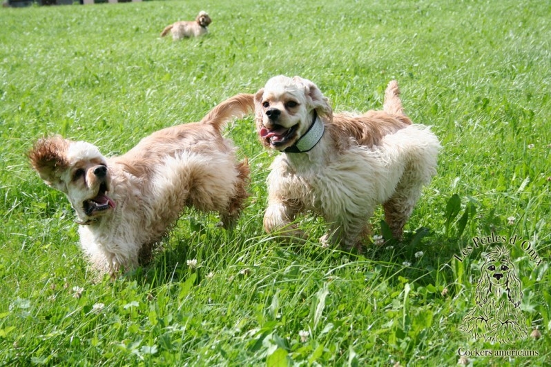 American Cocker Spaniel