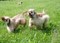 American Cocker Spaniel