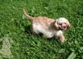 American Cocker Spaniel