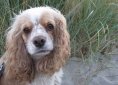American Cocker Spaniel