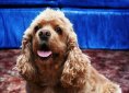 American Cocker Spaniel