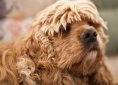 American Cocker Spaniel
