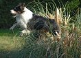 Australian Shepherd