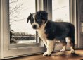 Australian Shepherd