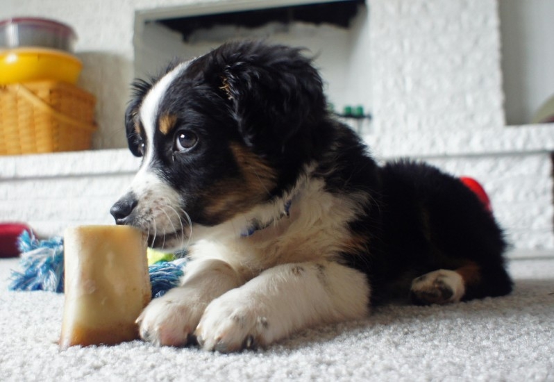 Australian Shepherd