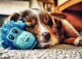 Australian Shepherd