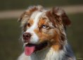 Australian Shepherd
