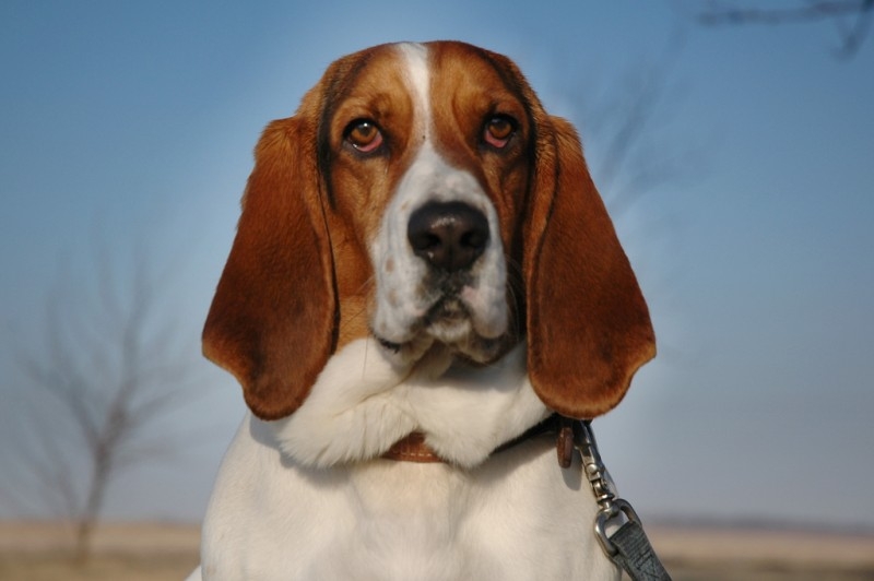 Basset Hound