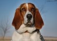Basset Hound