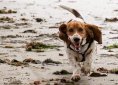 Basset Hound