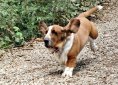 Basset Hound