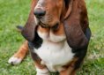 Basset Hound