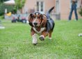 Basset Hound