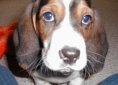 Basset Hound