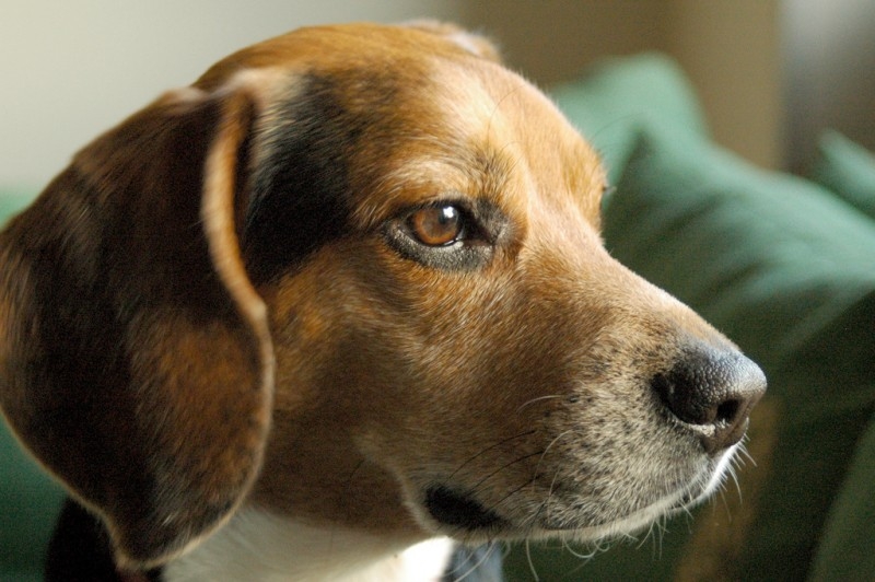 Beagle dog breed