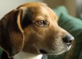 Beagle dog breed