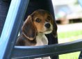 Beagle dog breed