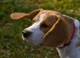 Beagle dog breed
