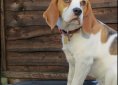 Beagle dog breed