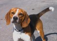 Beagle dog breed