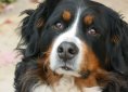 Bernese Mountain Dog