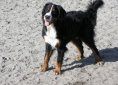 Bernese Mountain Dog