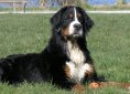 Bernese Mountain Dog