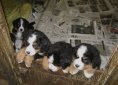 Bernese Mountain Dog