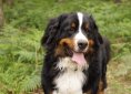 Bernese Mountain Dog