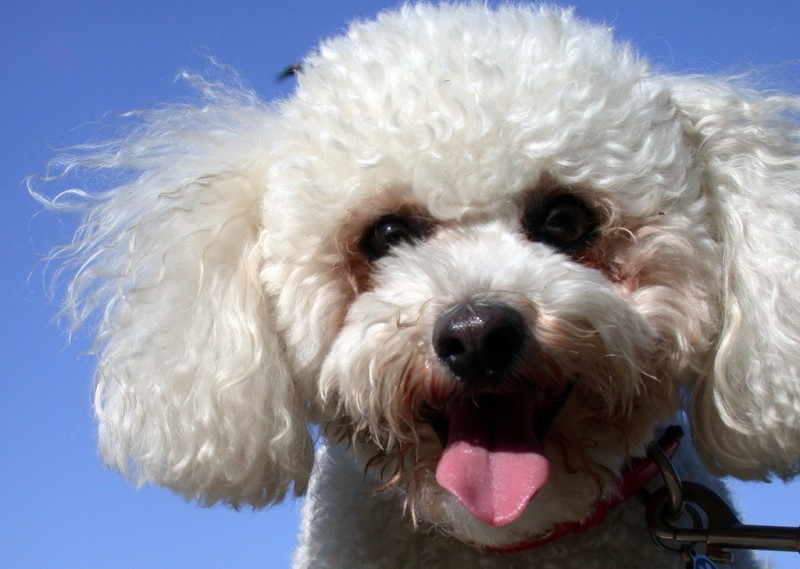 Bichon Frise