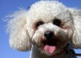 Bichon Frise