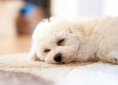 Bichon Frise dog breed