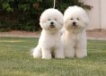 Bichon Frise