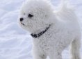 Bichon Frise dog breed