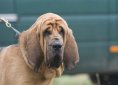 Bloodhound dog breed