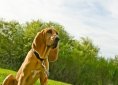 Bloodhound dog breed
